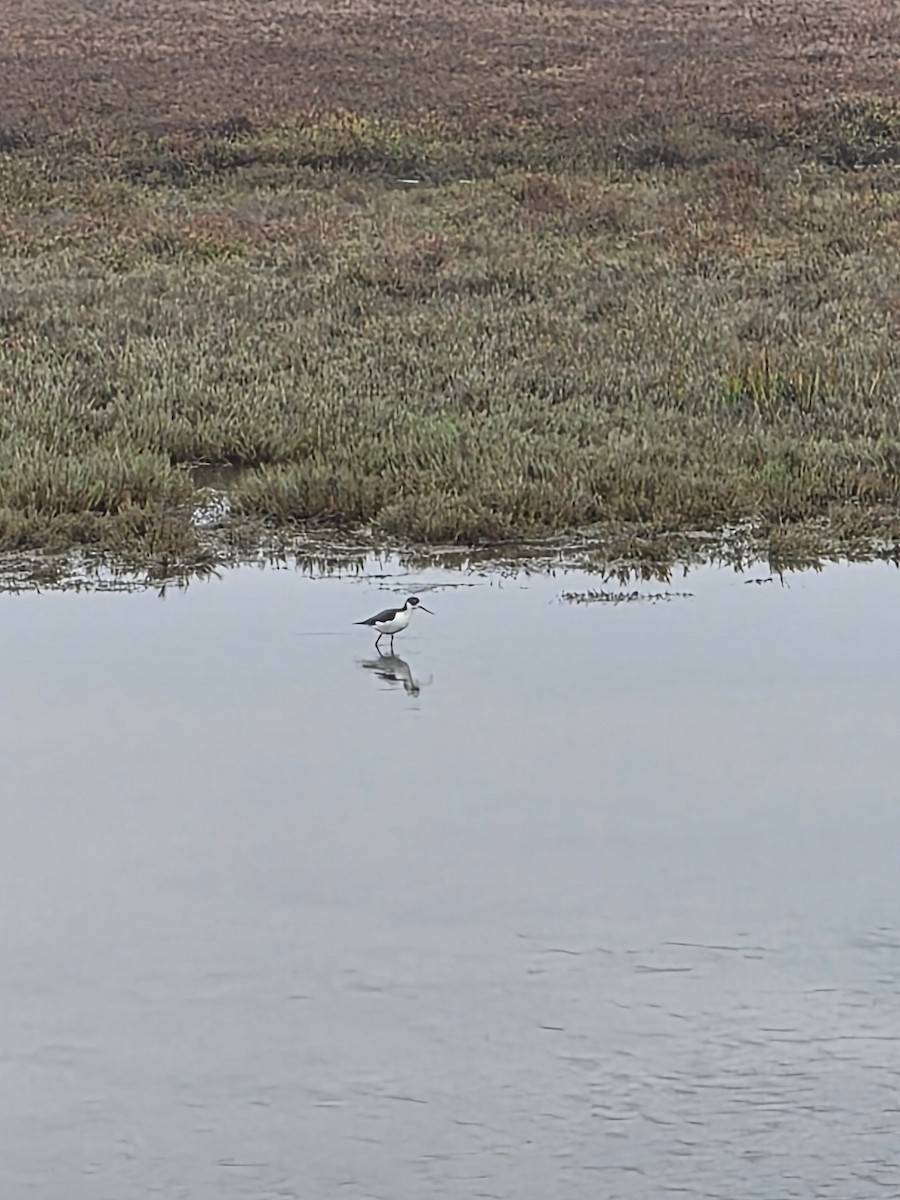 Black-necked Stilt - ML646405880