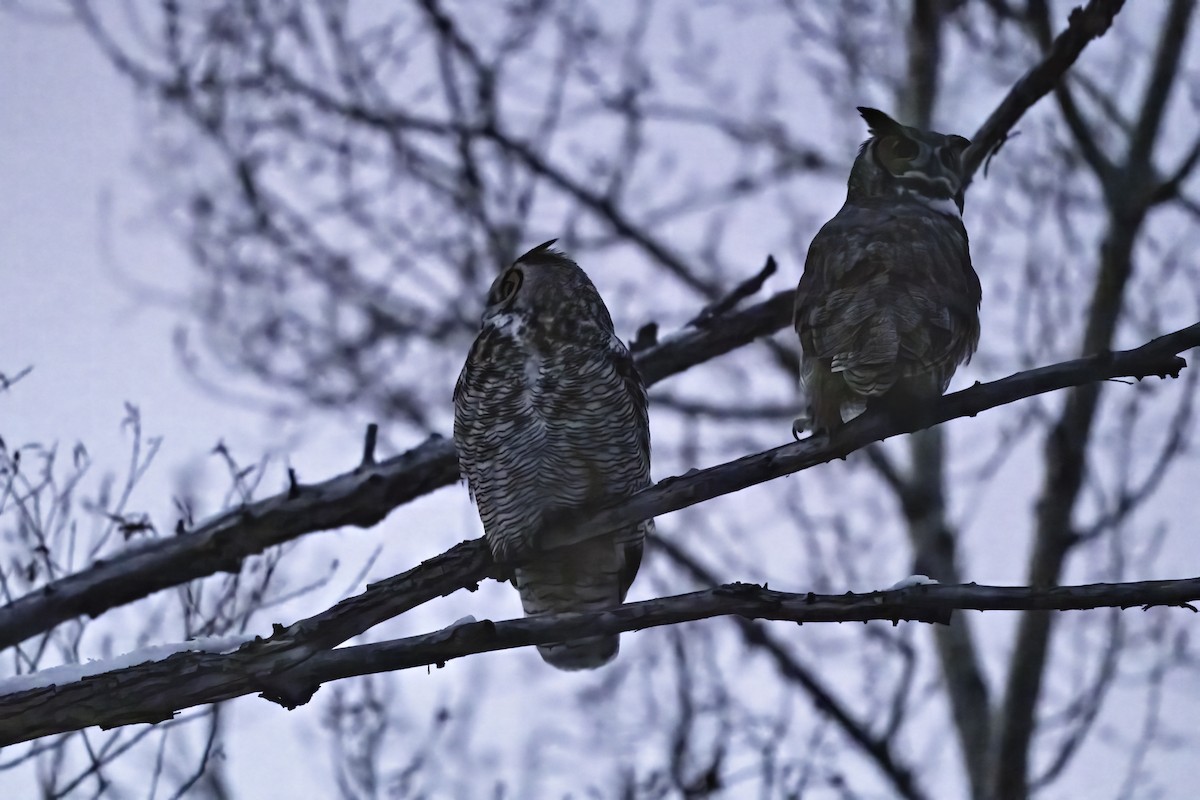 Great Horned Owl - ML646405883