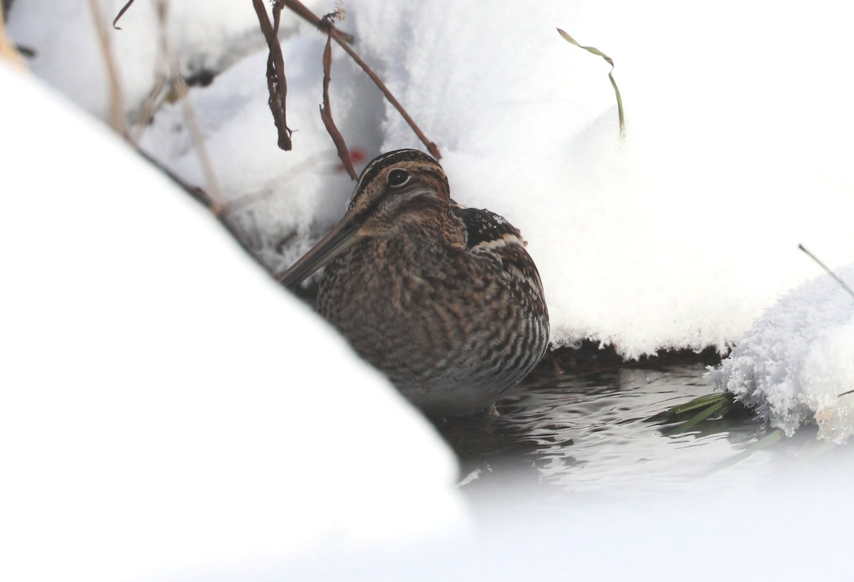 Американский бекас - ML646405884