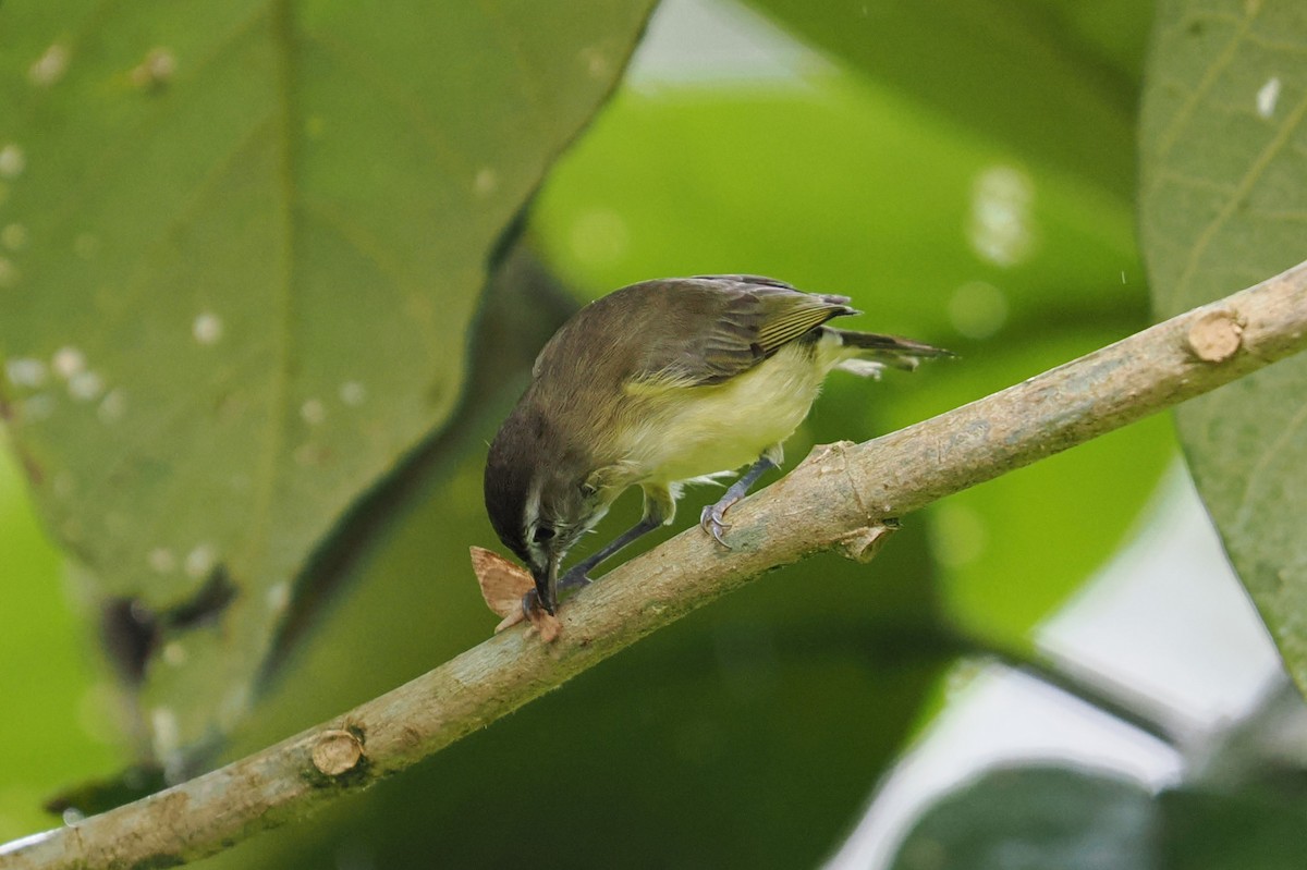 Brown-capped Vireo - ML646405885