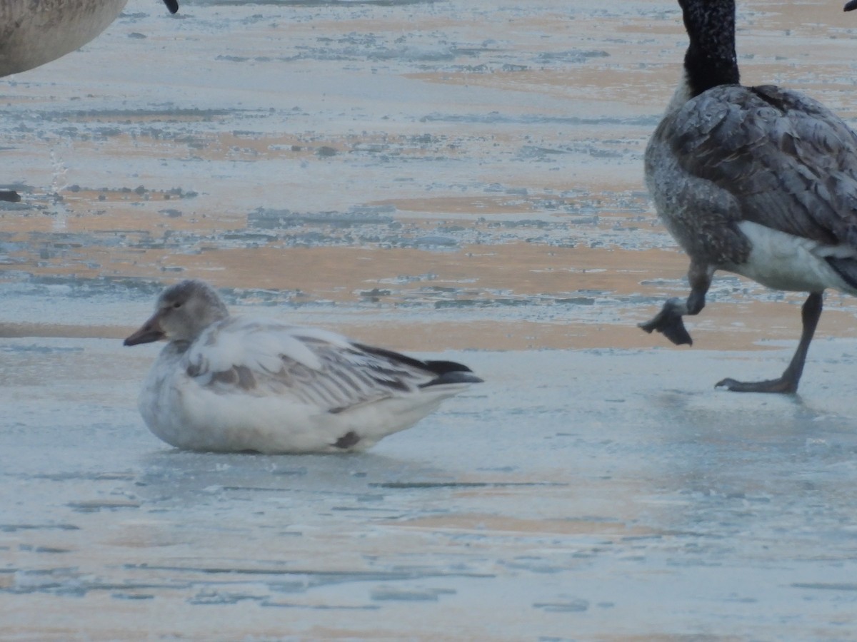 Snow Goose - ML646405886