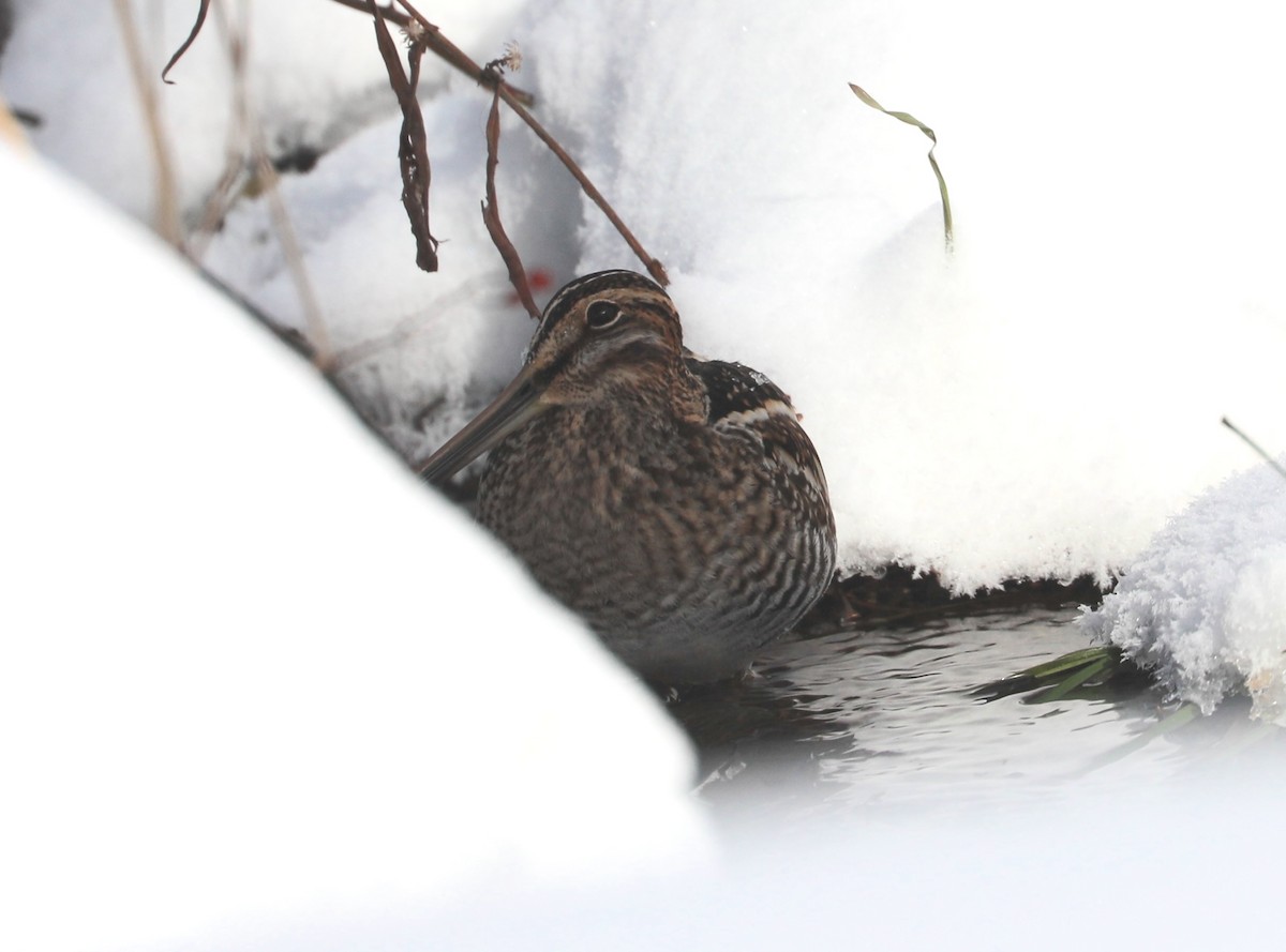 Американский бекас - ML646405887