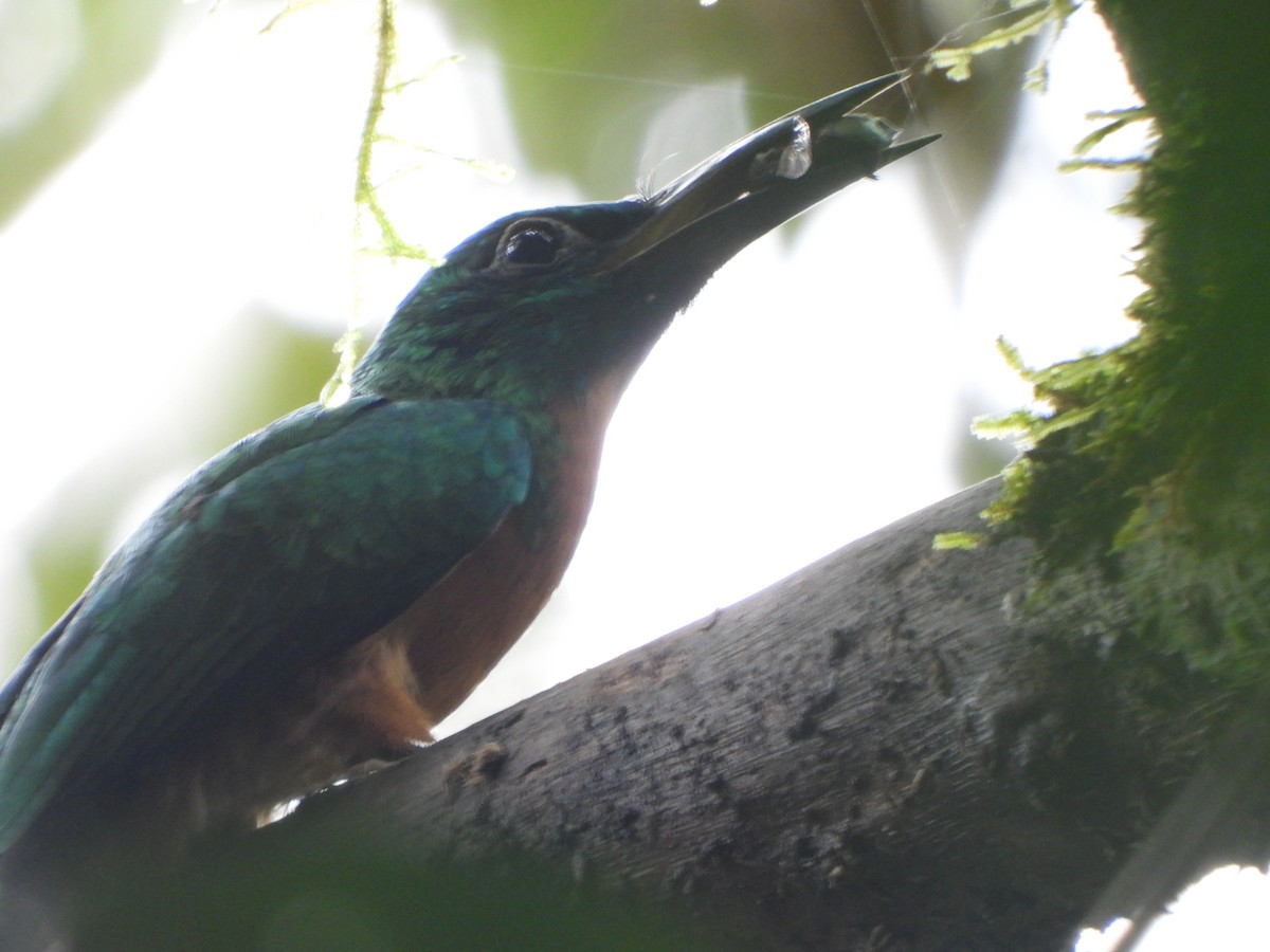 Great Jacamar - ML646405888