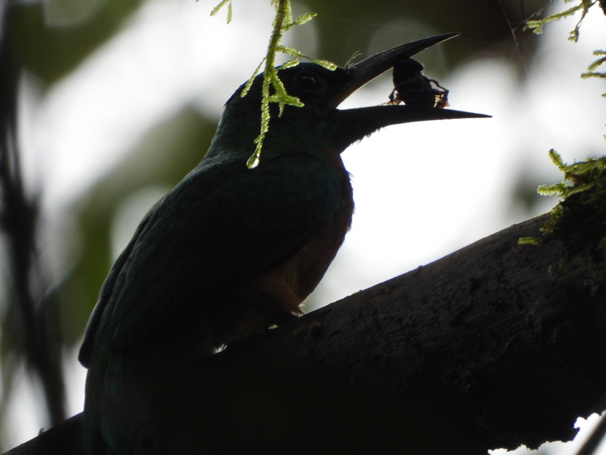 Great Jacamar - ML646405889