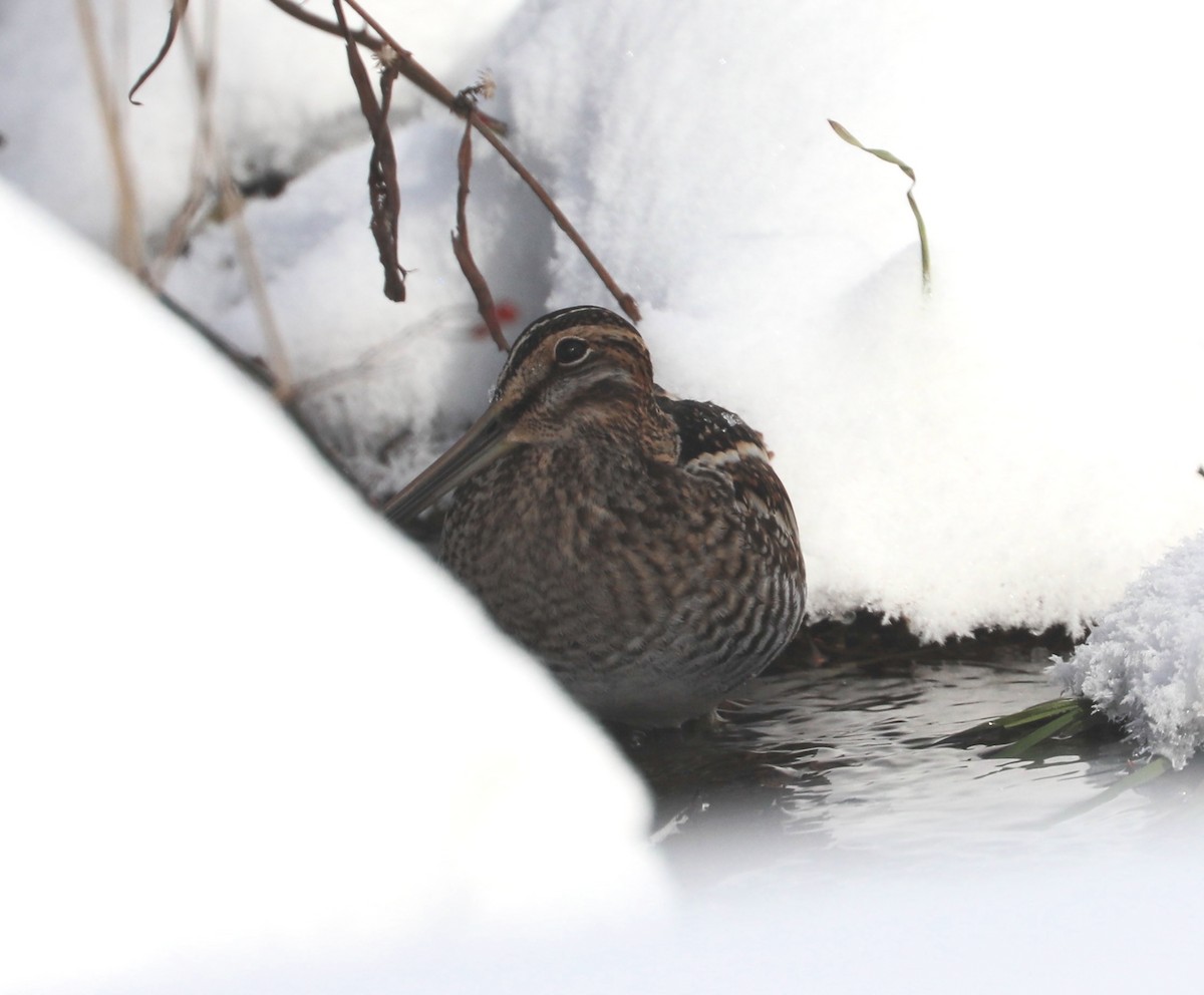 Американский бекас - ML646405892