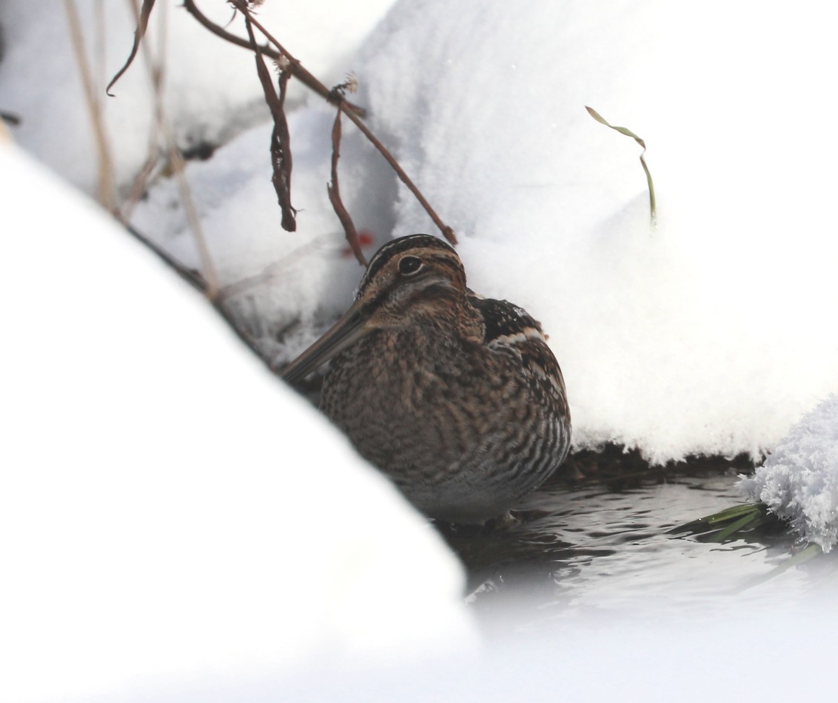 Американский бекас - ML646405893