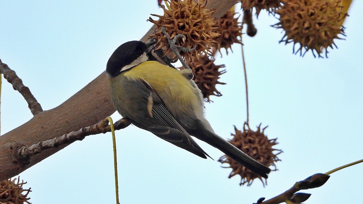 Great Tit - ML646405894