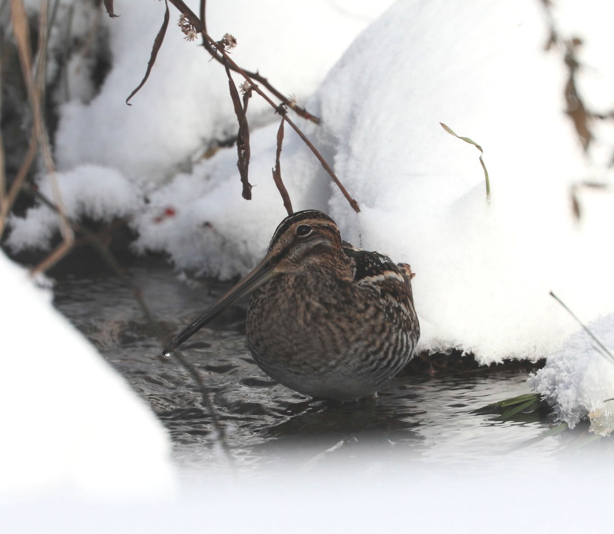 Американский бекас - ML646405896