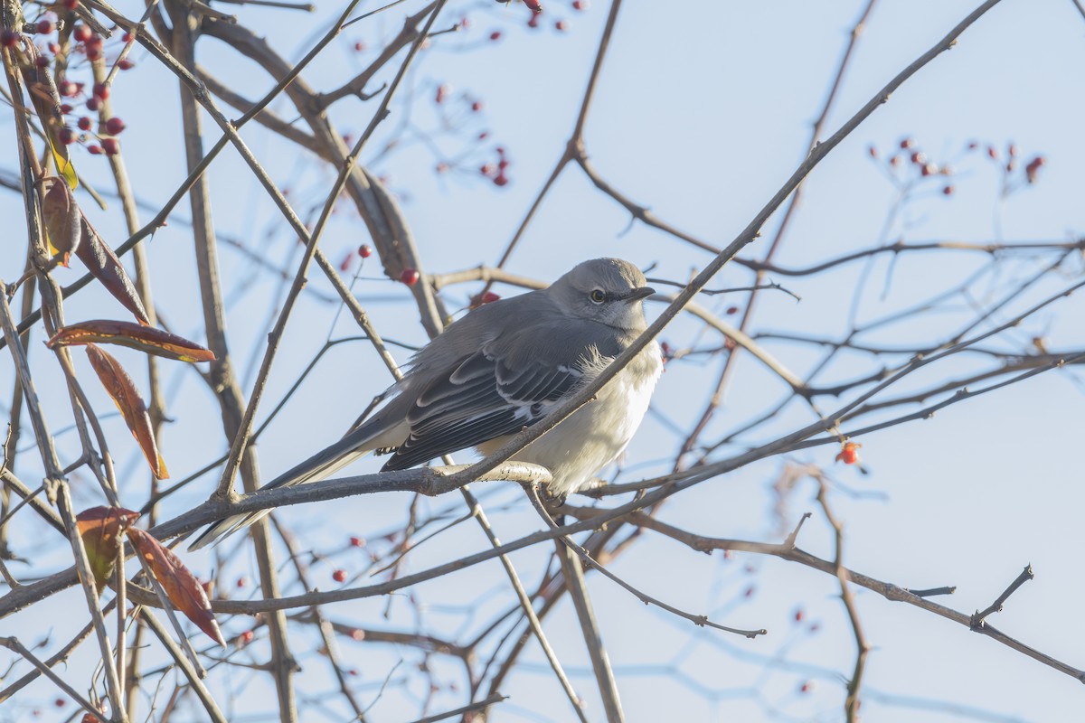 Northern Mockingbird - ML646405897