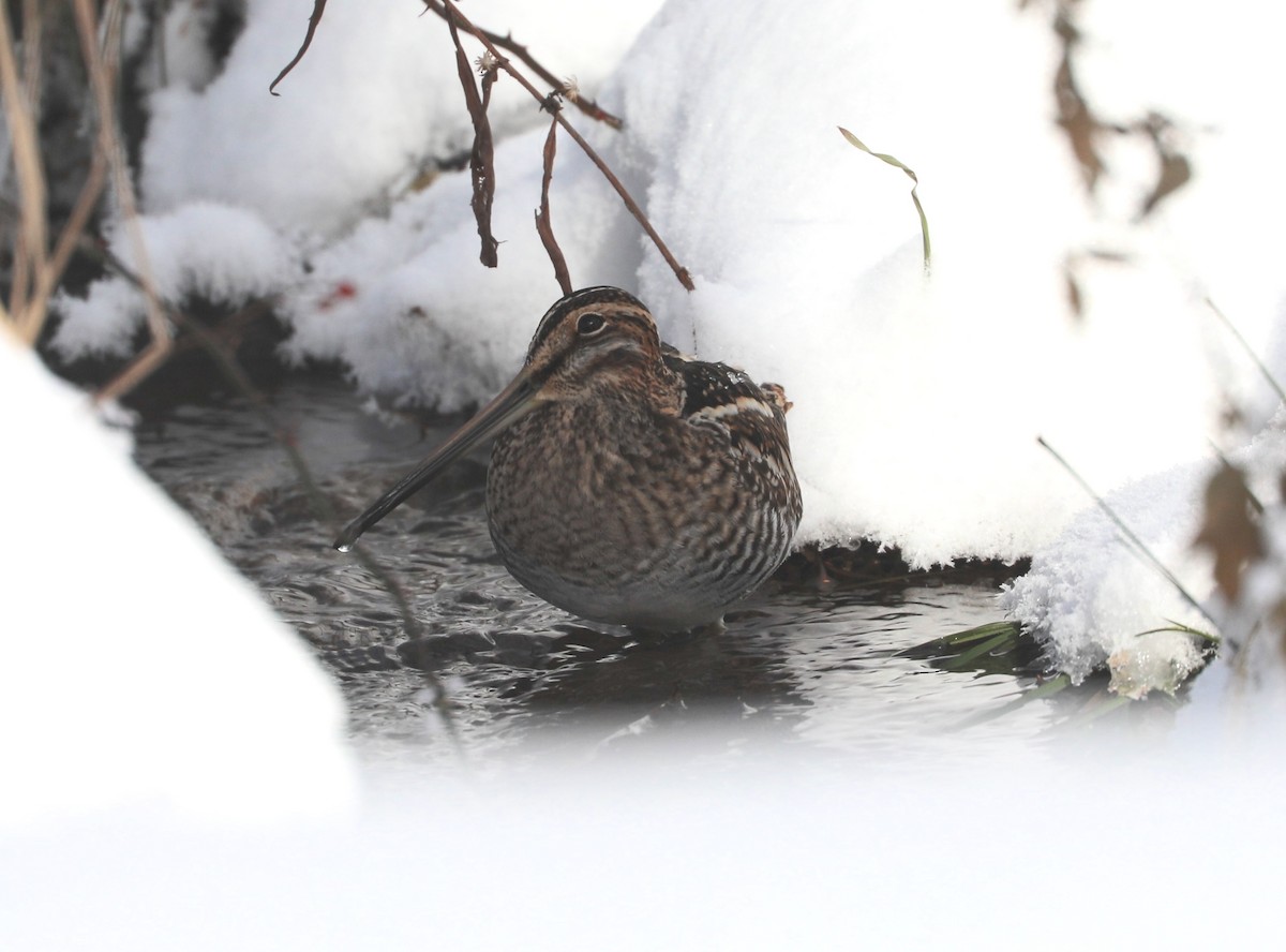 Американский бекас - ML646405898