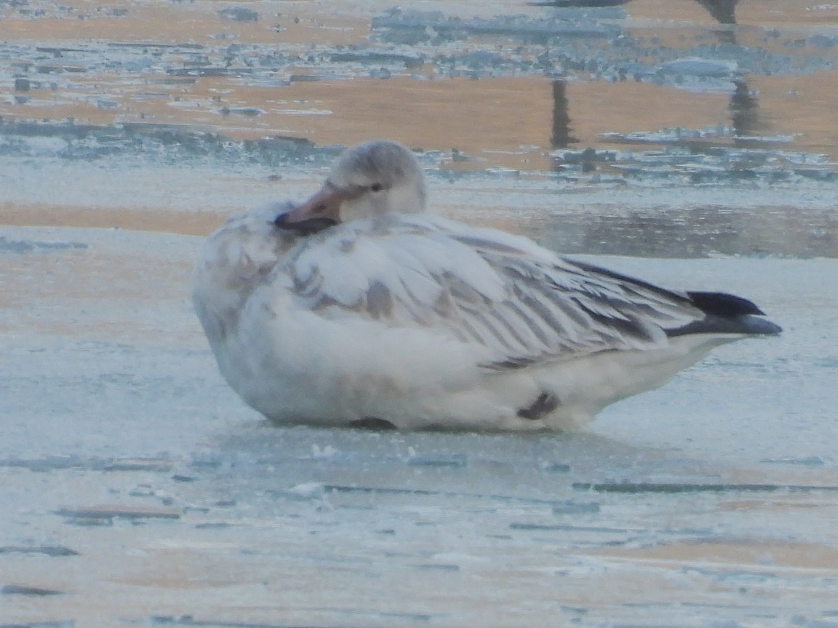 Snow Goose - ML646405899