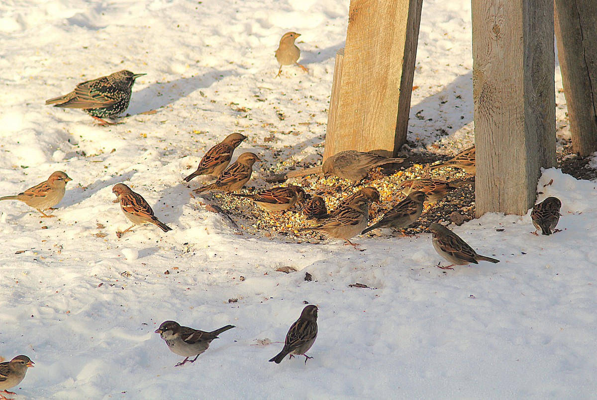 House Sparrow - ML646405900