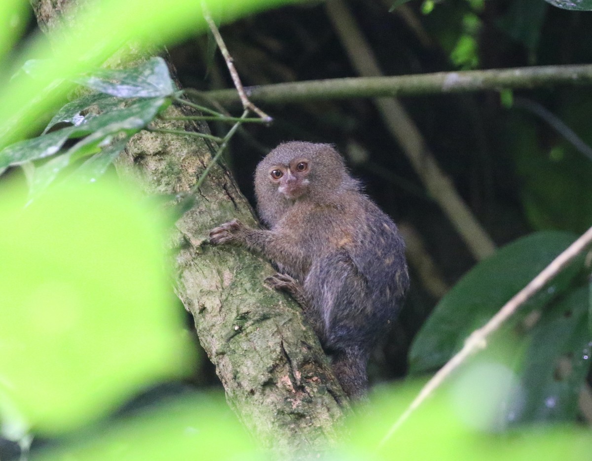 Western Pygmy Marmoset - ML646405901