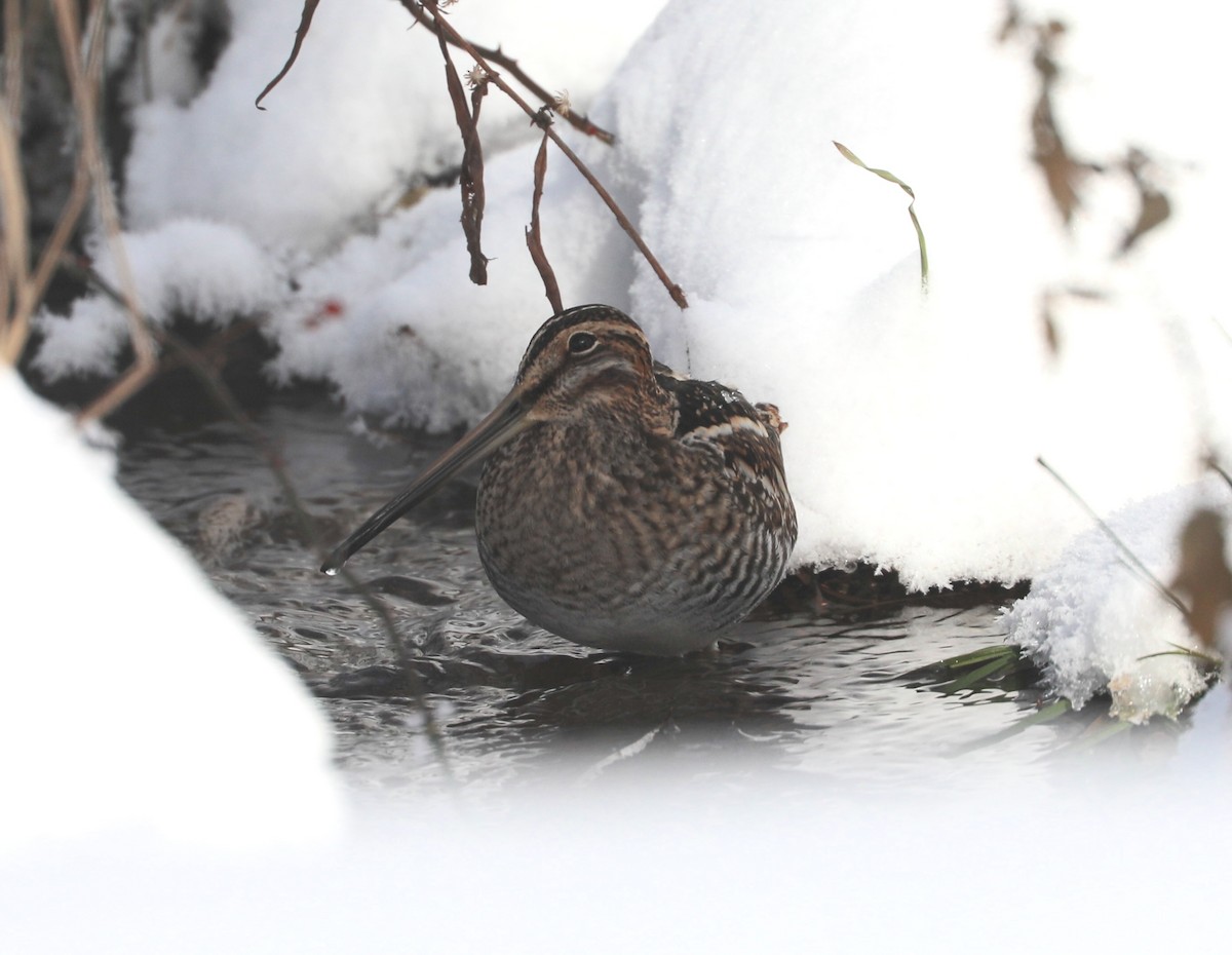 Американский бекас - ML646405904