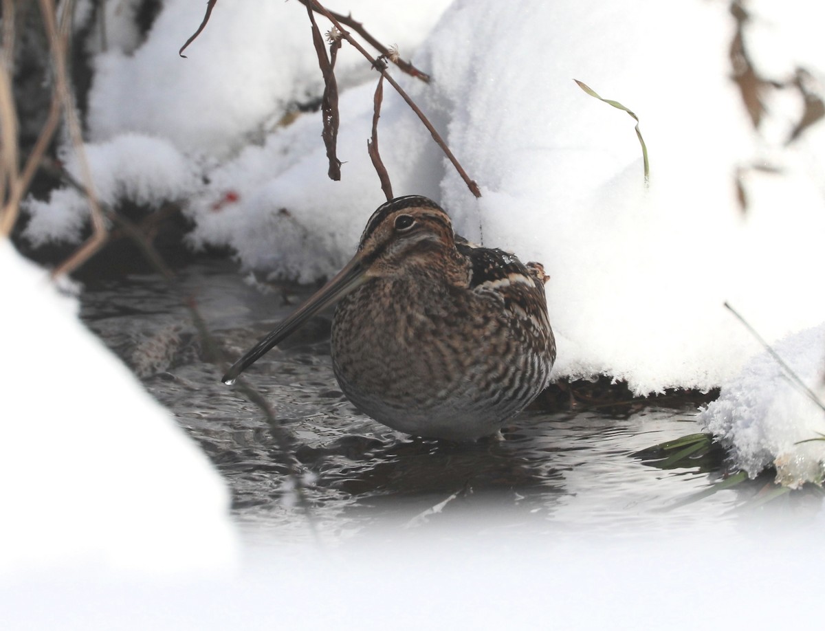 Американский бекас - ML646405905