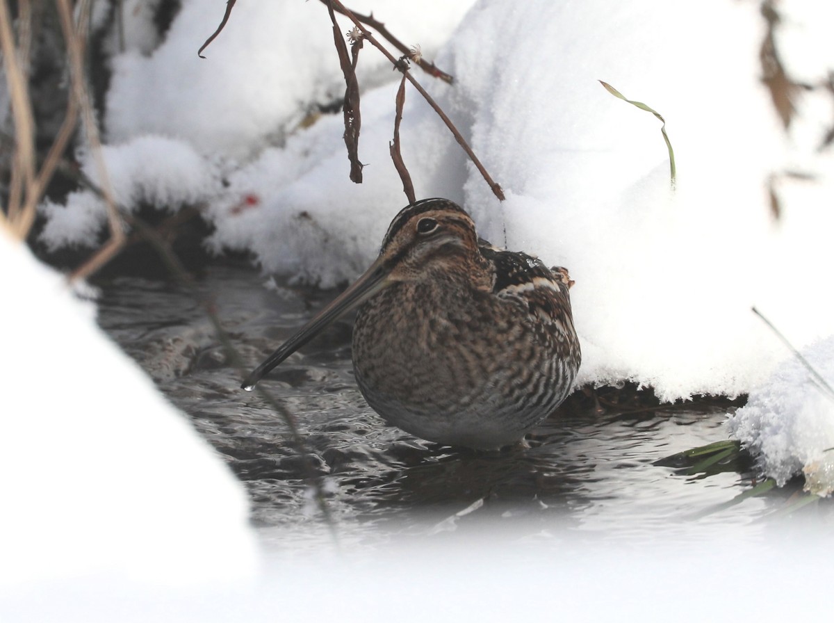 Американский бекас - ML646405906