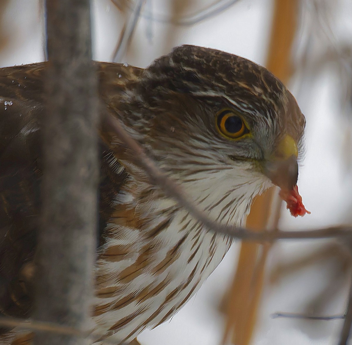Sharp-shinned Hawk - ML646405907