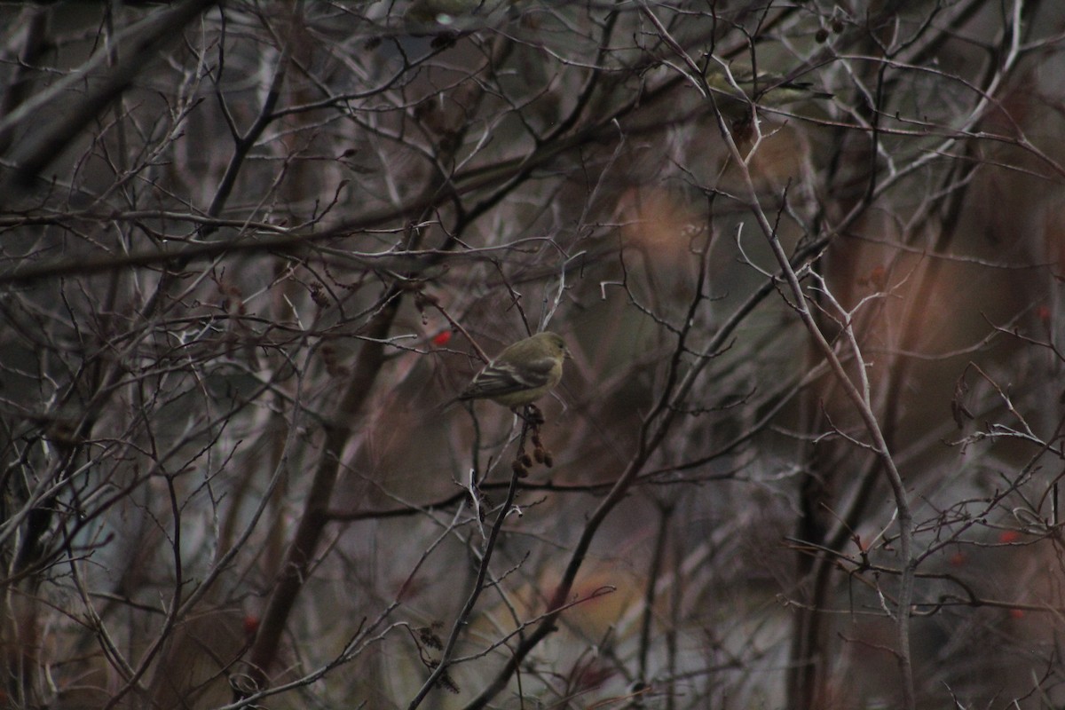 Lesser Goldfinch - ML646405908