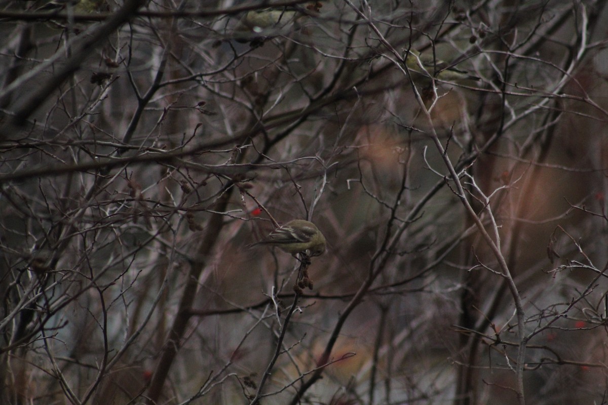 Lesser Goldfinch - ML646405909