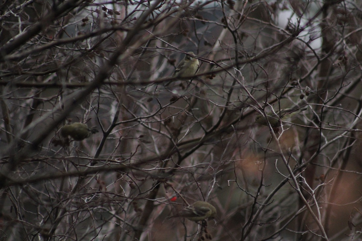 Lesser Goldfinch - ML646405910