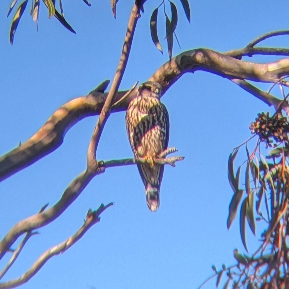 Merlin - ML646405912