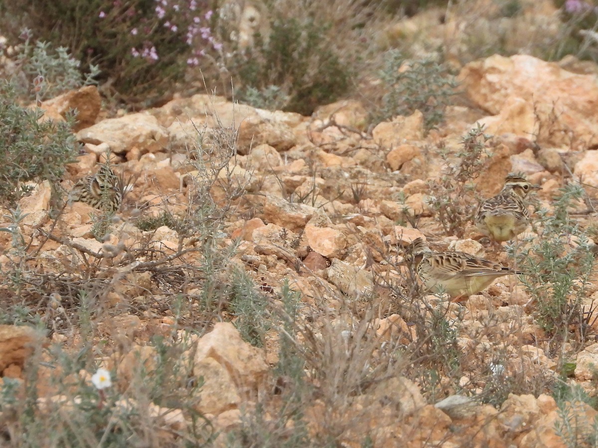 חוגת עצים - ML646405914