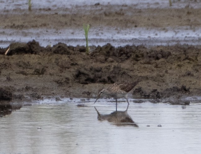 Piro piro boschereccio - ML646405915