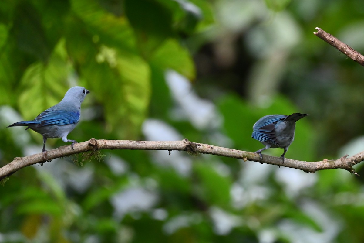 Blue-gray Tanager - ML646405917