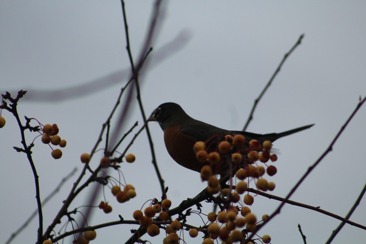 קיכלי נודד - ML646405918