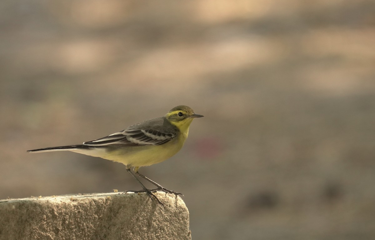 konipas luční - ML646405919