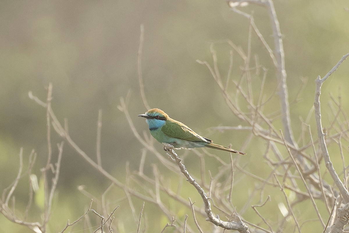 Arabian Green Bee-eater - ML646405922