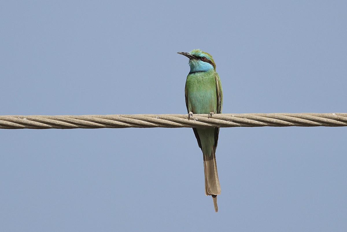 Arabian Green Bee-eater - ML646405923