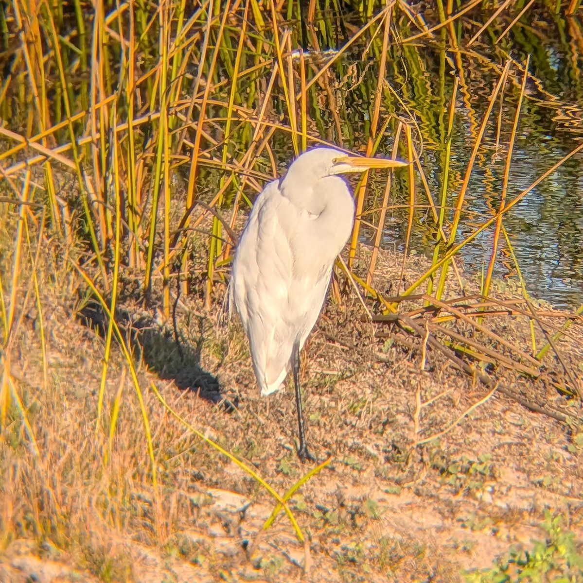 Great Egret - ML646405927