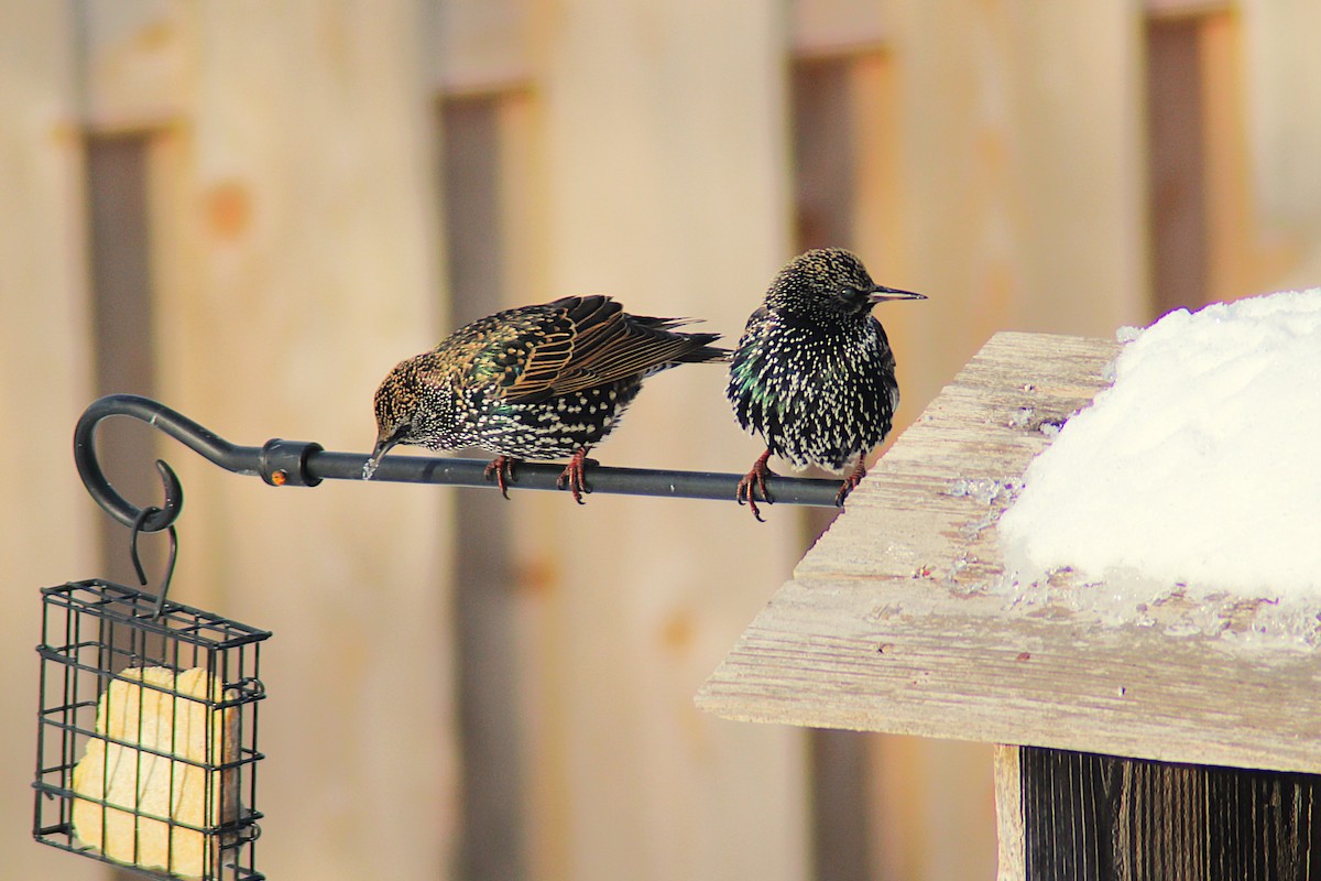 European Starling - ML646405929