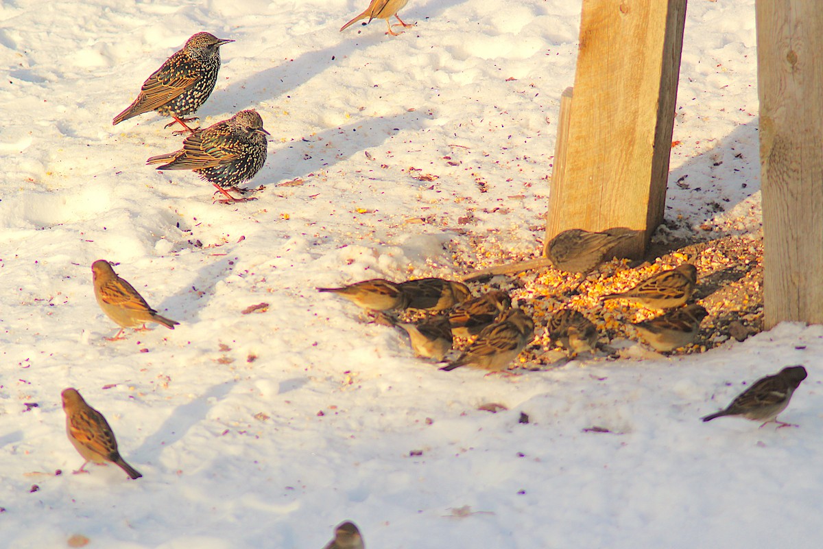 European Starling - ML646405930