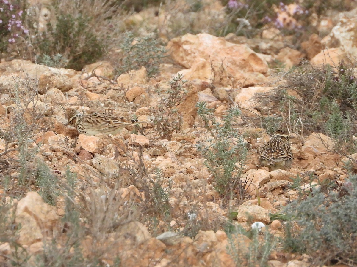 חוגת עצים - ML646405931