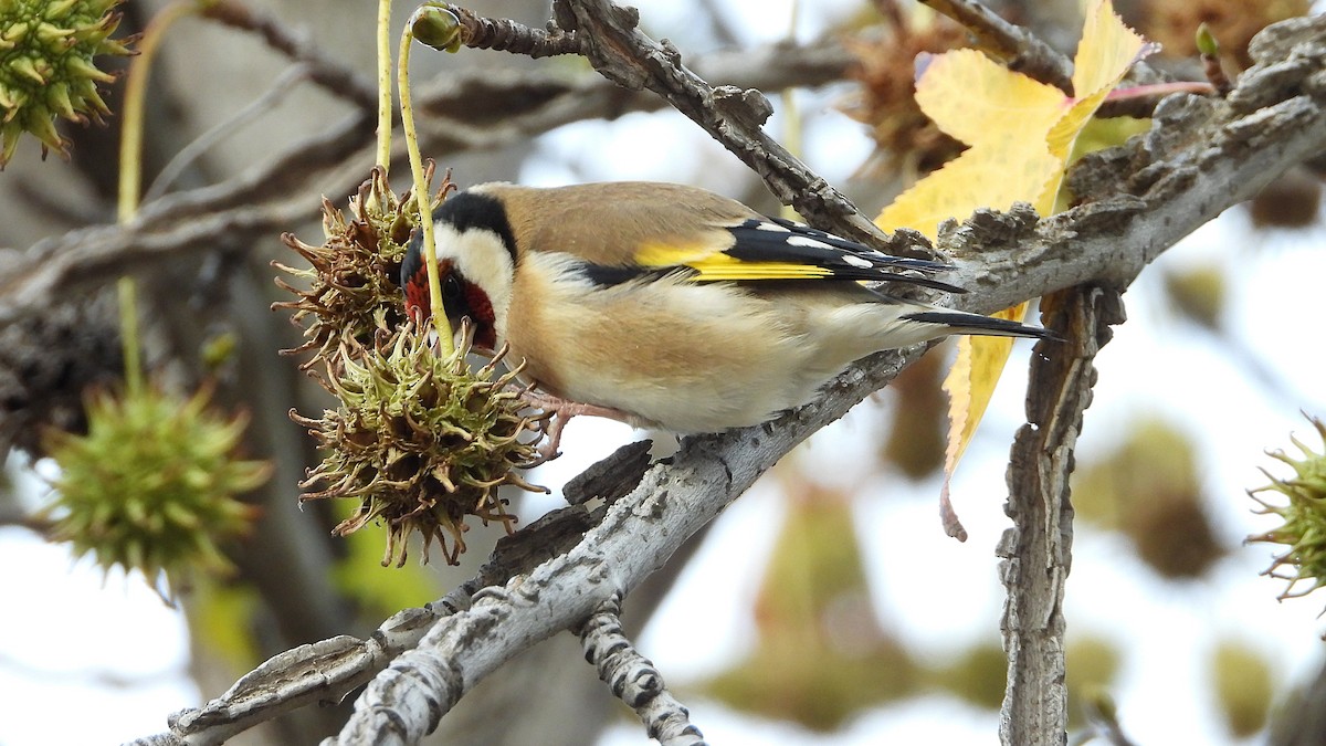 European Goldfinch - ML646405932