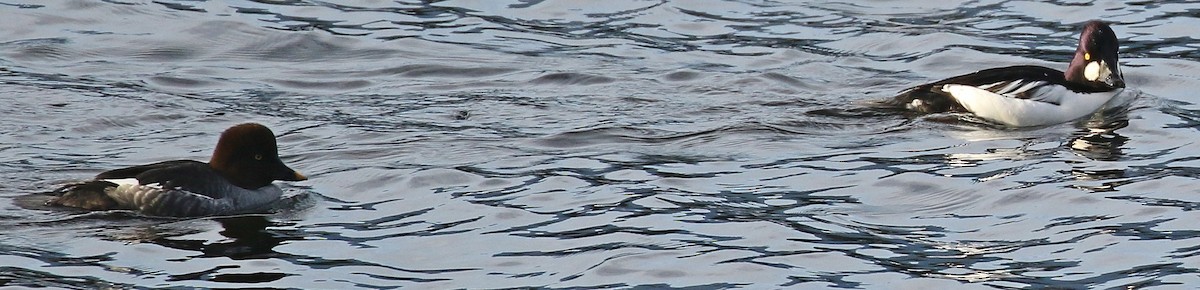 Common Goldeneye - ML646405936