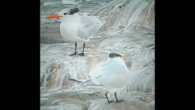 Txenada handi amerikarra - ML646405939