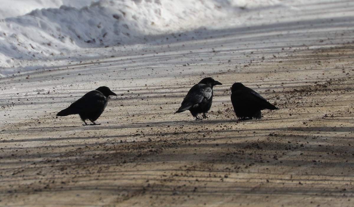 Erroi handia - ML646405943