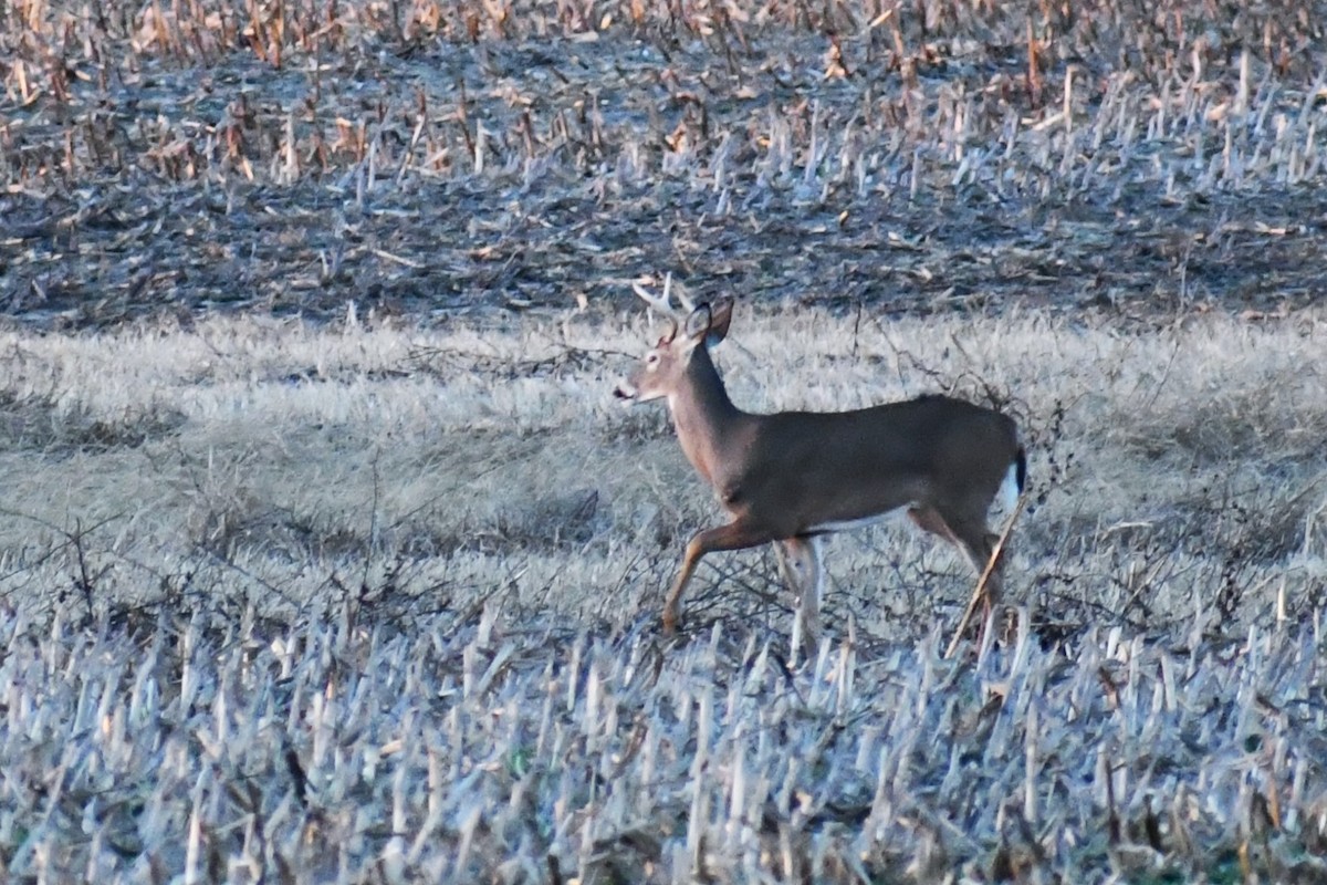 White-tailed Deer - ML646405944