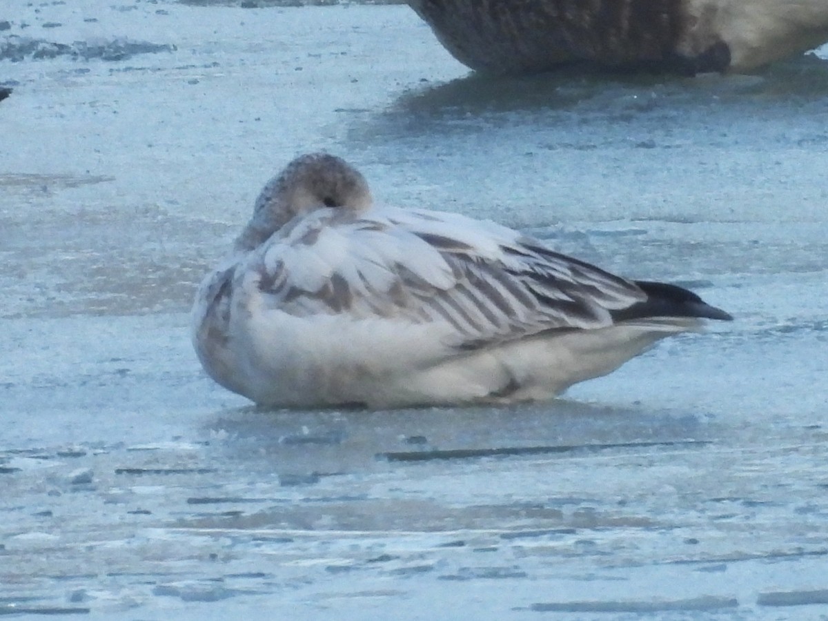 Snow Goose - ML646405946