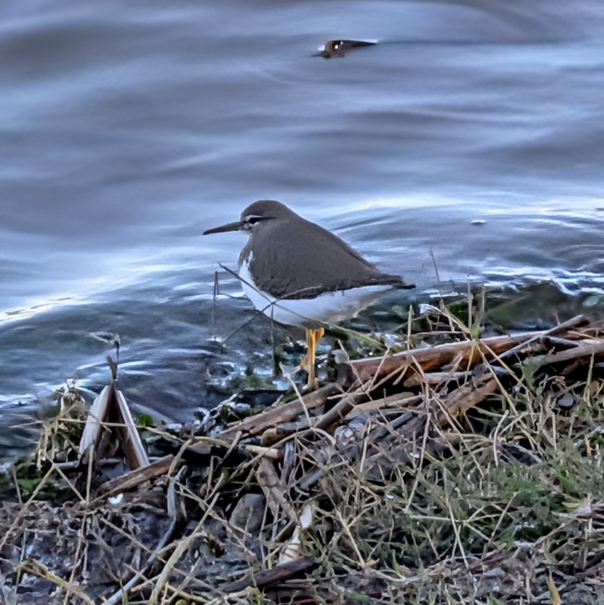 Spotted Sandpiper - ML646405947