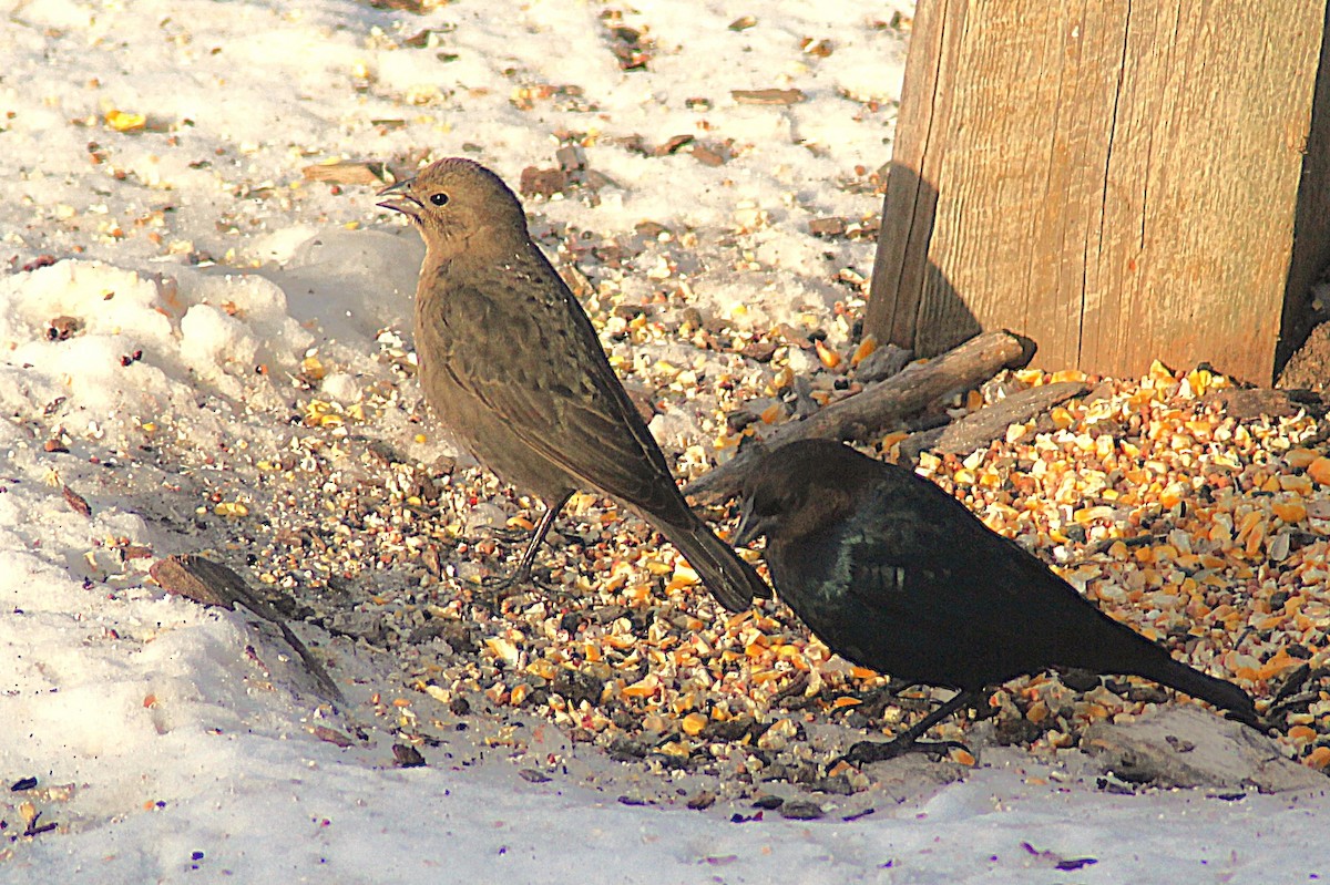 Braunkopf-Kuhstärling - ML646405949