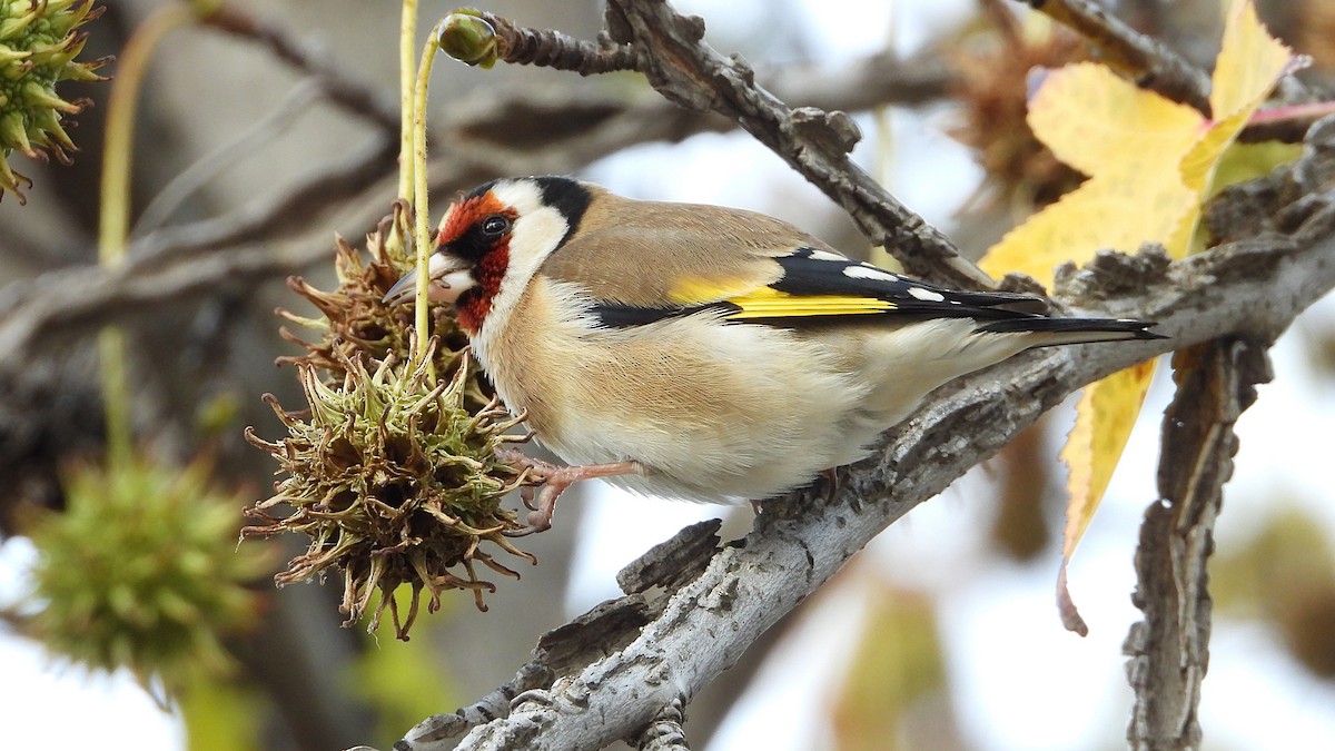European Goldfinch - ML646405950