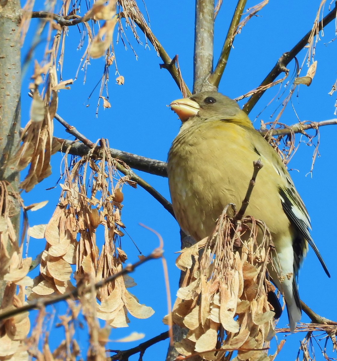 Evening Grosbeak - ML646405951