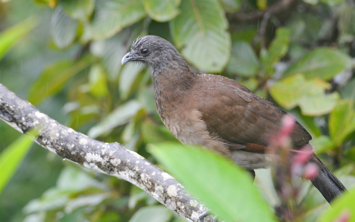 Gray-headed Chachalaca - ML646405953