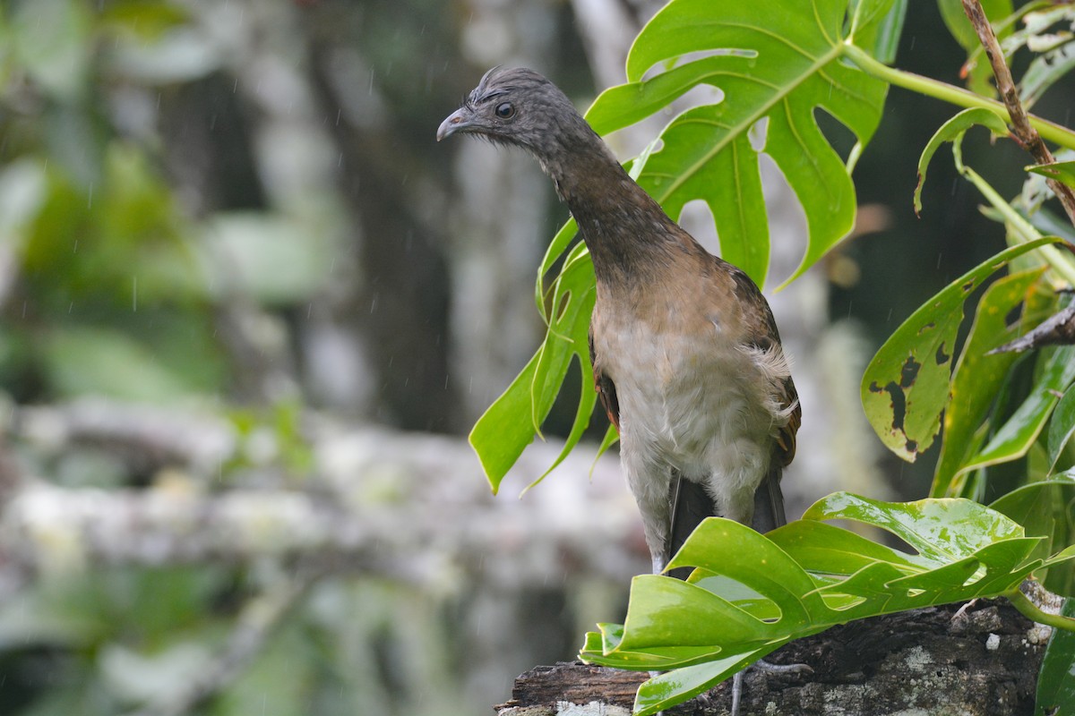 Gray-headed Chachalaca - ML646405954