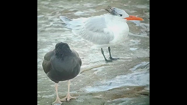 Black Oystercatcher - ML646405957