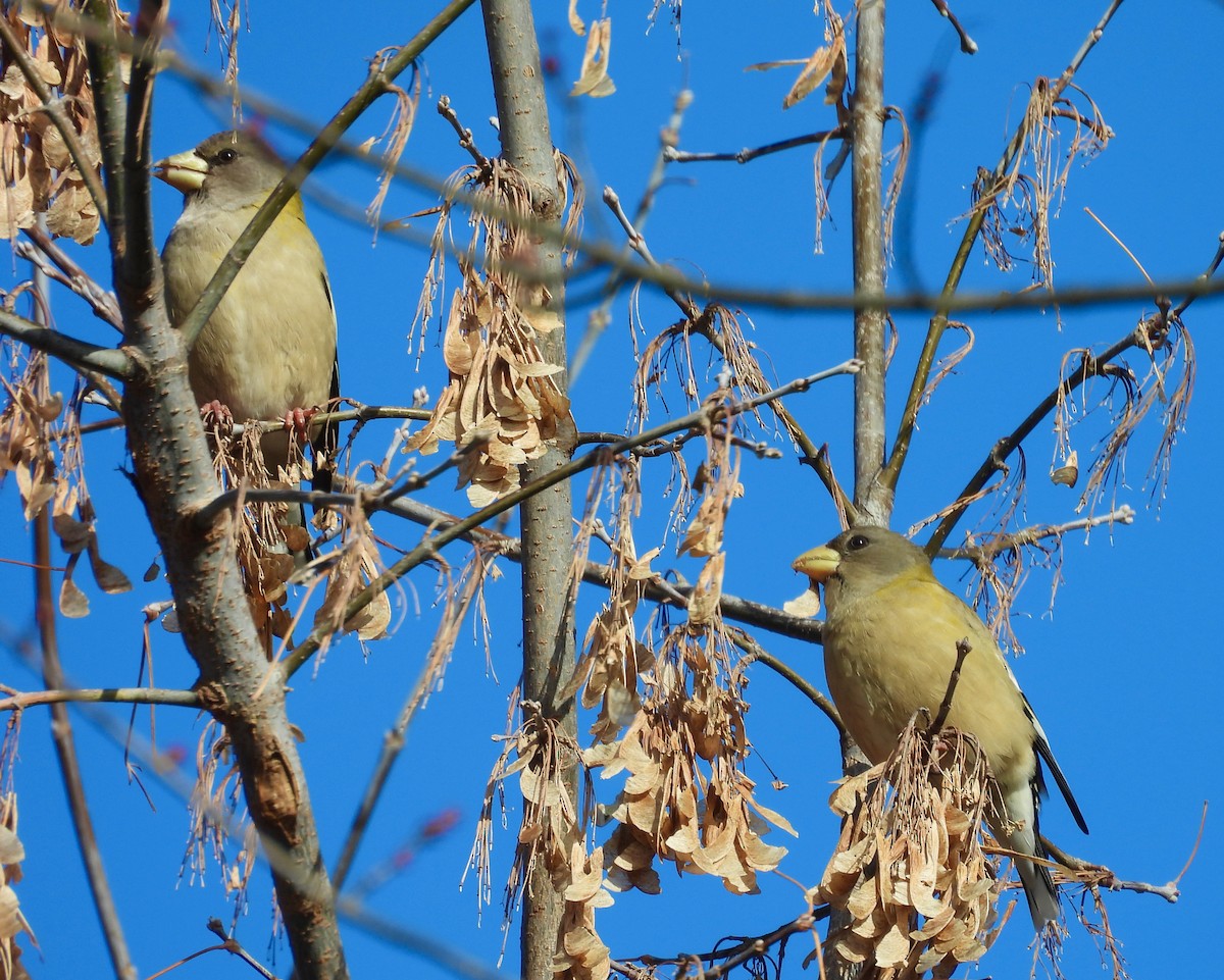 Evening Grosbeak - ML646405958